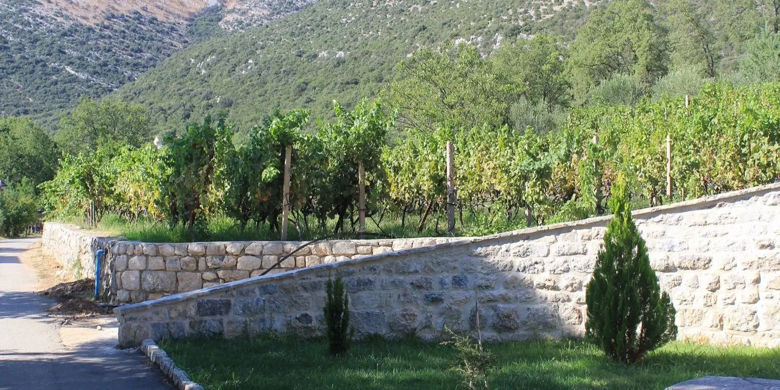 Vinograd uz suhozid u hercegovačkom krajoliku